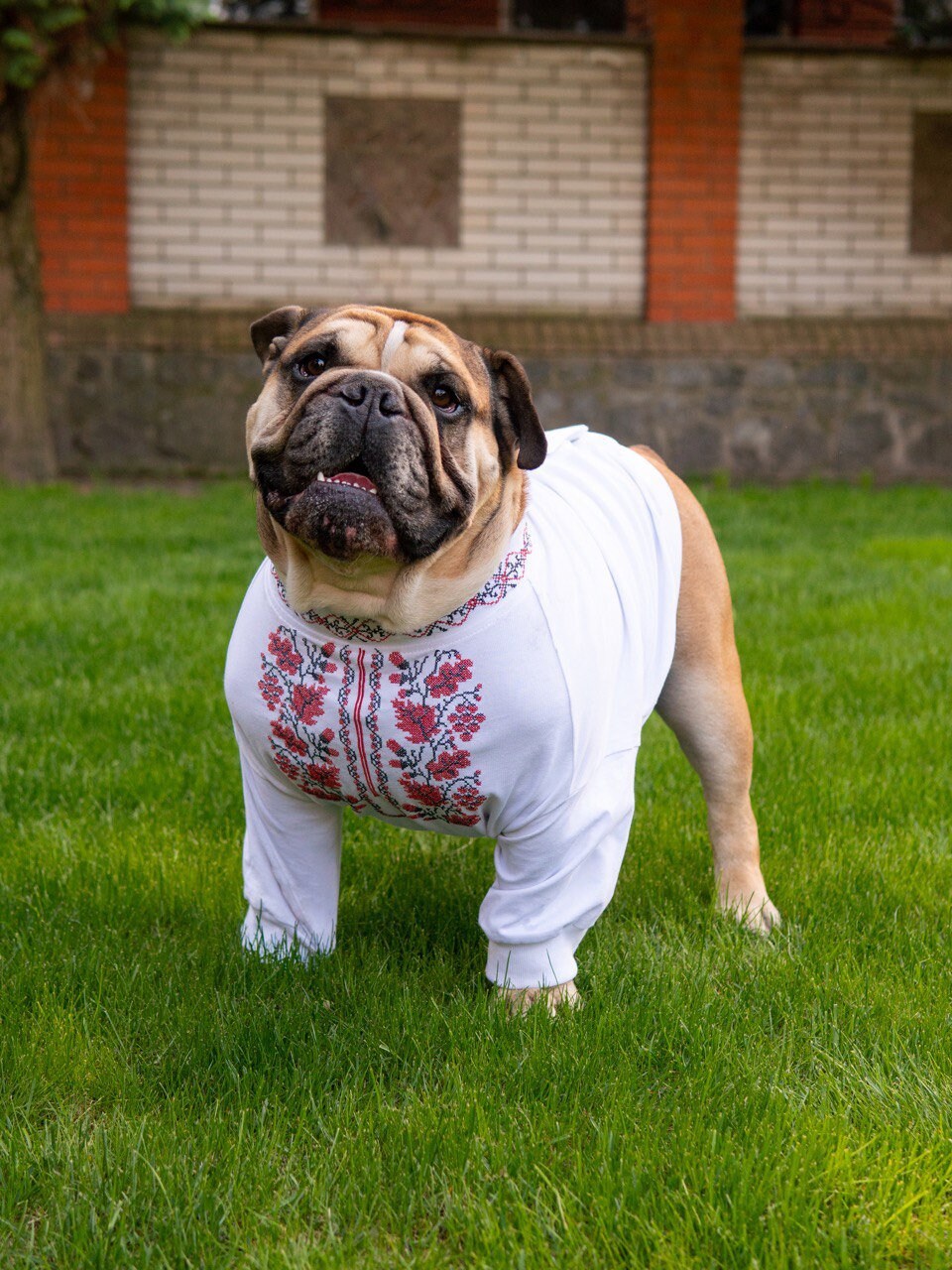 Ukrainian Embroidered Shirt for English Bulldogs - Vyshyvanka Dog Apparel