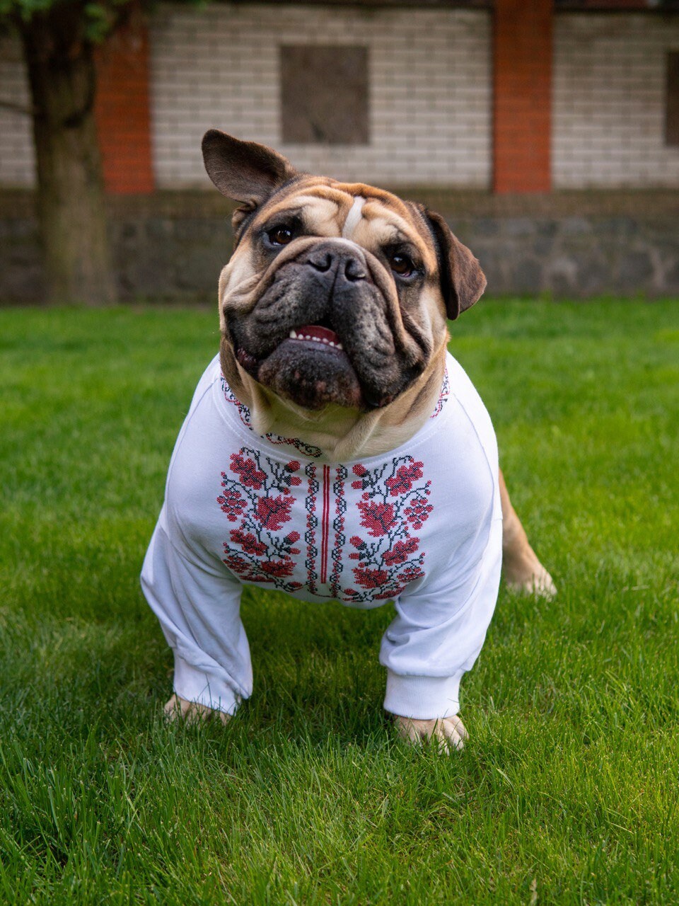 Ukrainian Embroidered Shirt for English Bulldogs - Vyshyvanka Dog Apparel