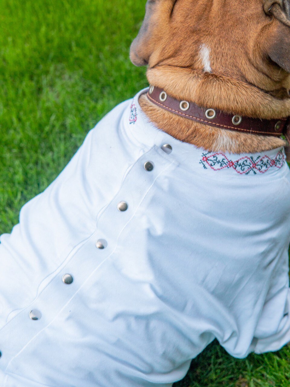 Ukrainian Embroidered Shirt for English Bulldogs - Vyshyvanka Dog Apparel