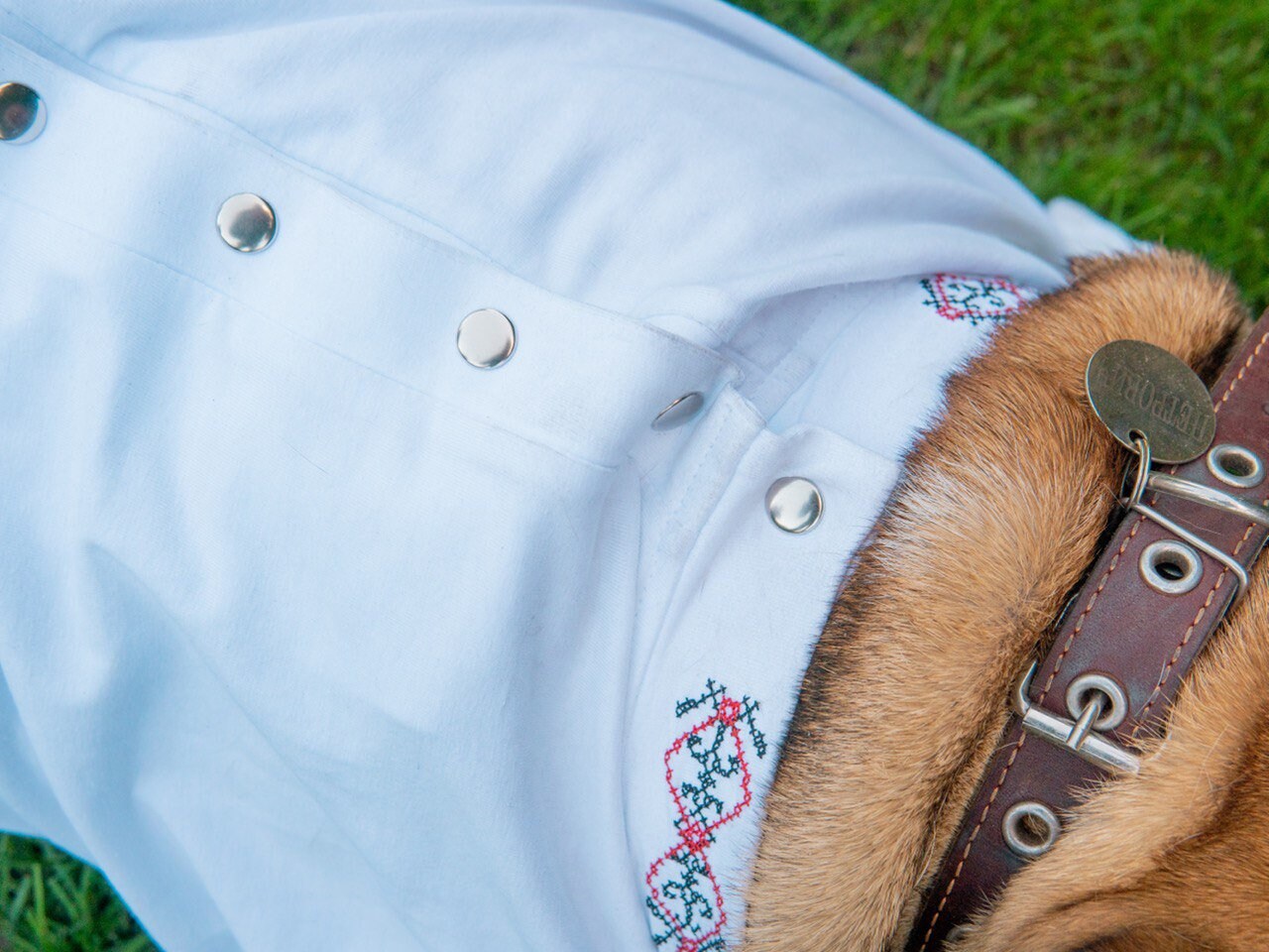 Ukrainian Embroidered Shirt for English Bulldogs - Vyshyvanka Dog Apparel